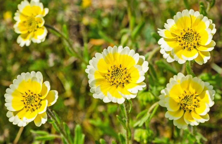 Fiori di Layia